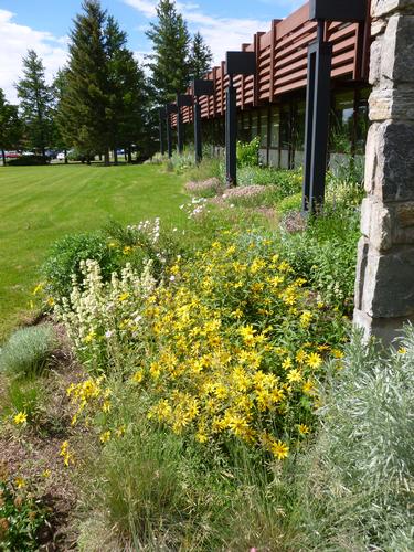 A flower garden with various colors and kinds of flowers.